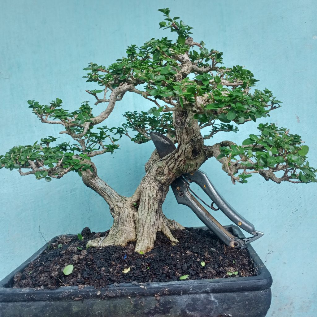 bonsai sancang small realpict