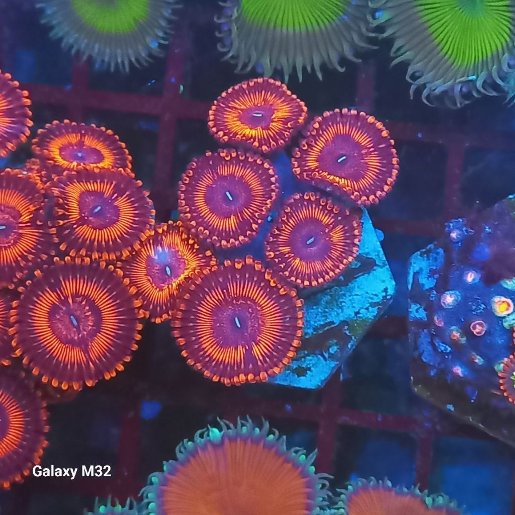 zoa frag 26