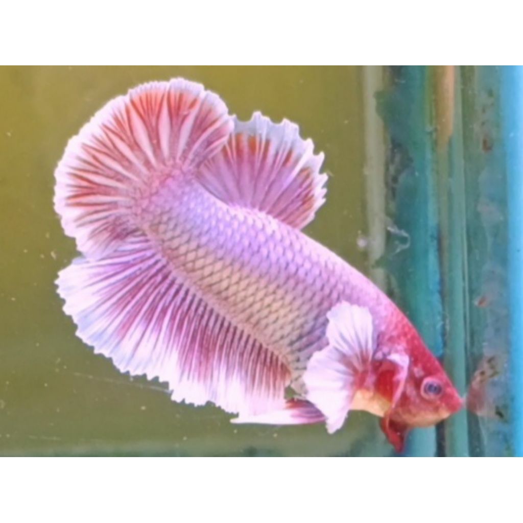 Cupang bigear pink + dumboear pink flamingo