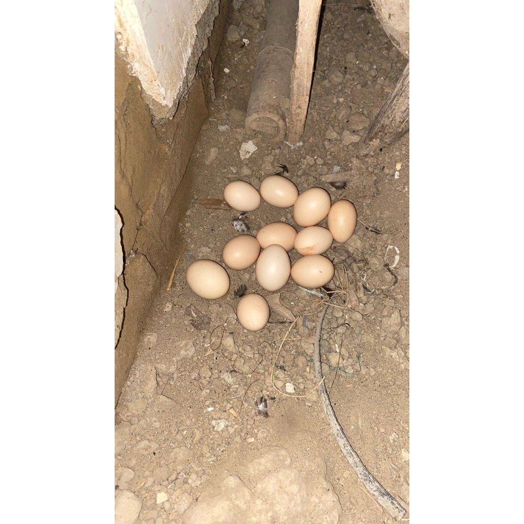 TELUR AYAM KAMPUNG FERTIL BERKUALITAS