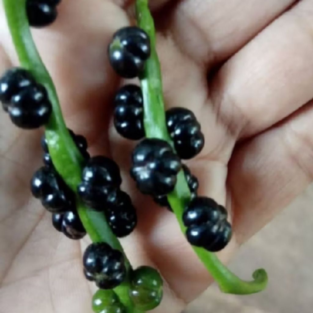 buah angkung segar