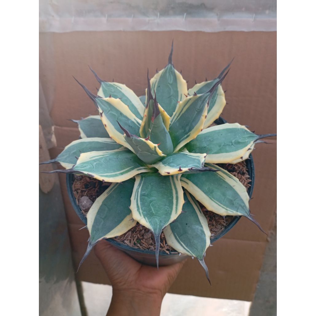 agave patonii jumbo