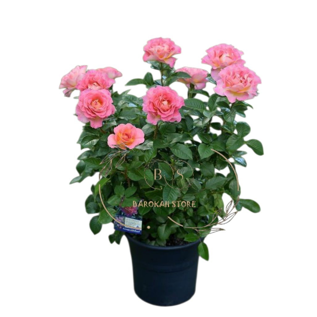 Mawar import pink paradise indukan mawar cantik - Tanaman hidup mawar