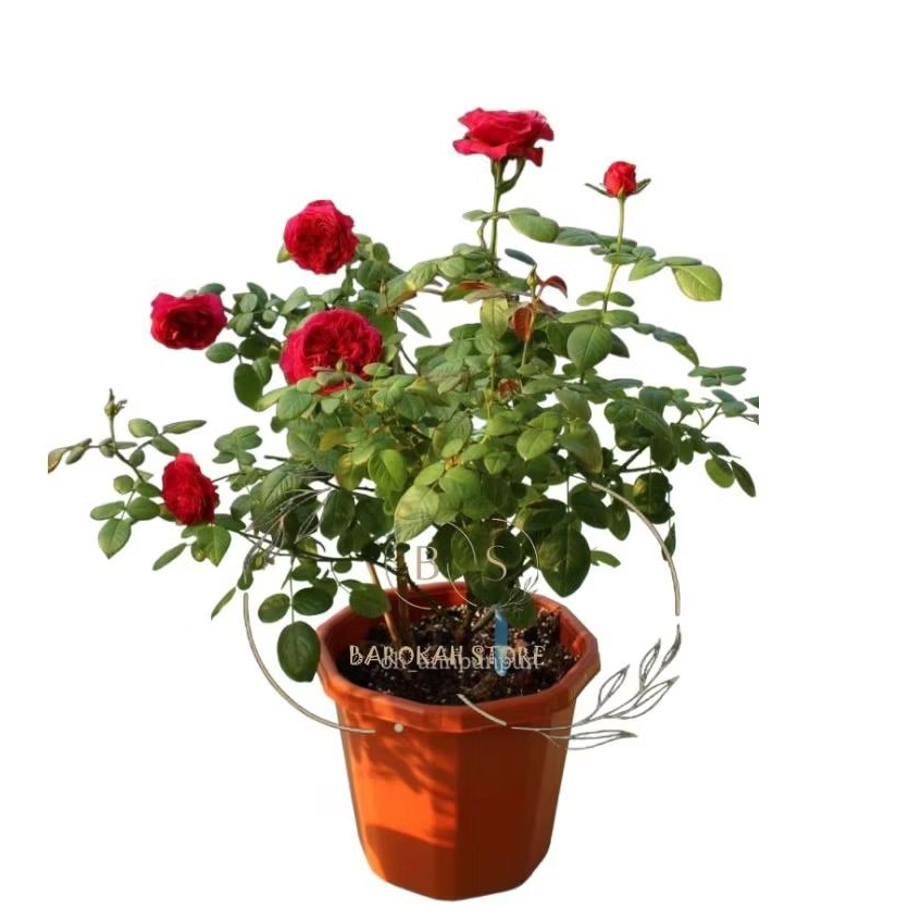 Mawar import Rouge Royal Rose super wangi dan rimbun | Mawar merah hidup elegan