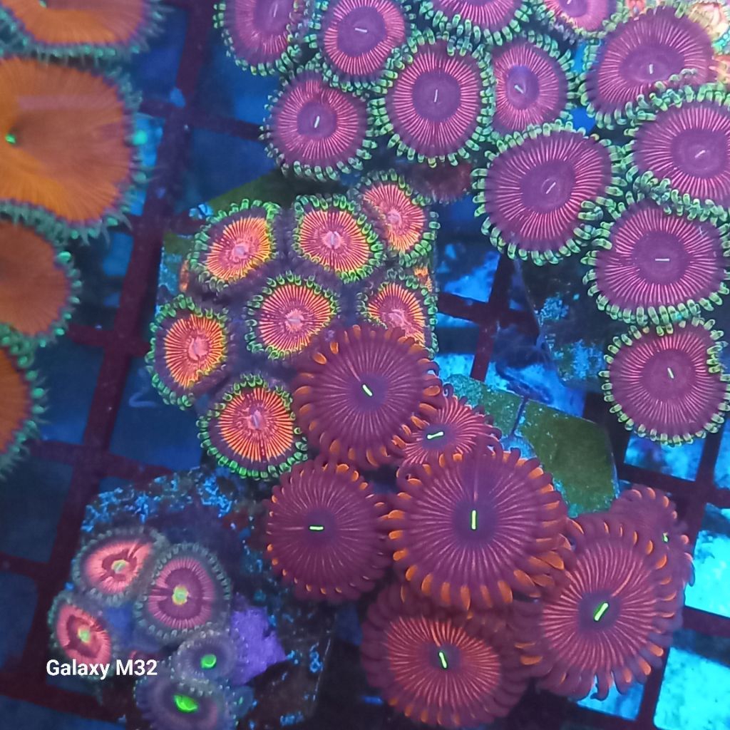 zoa frag 25 WYSIWYG
