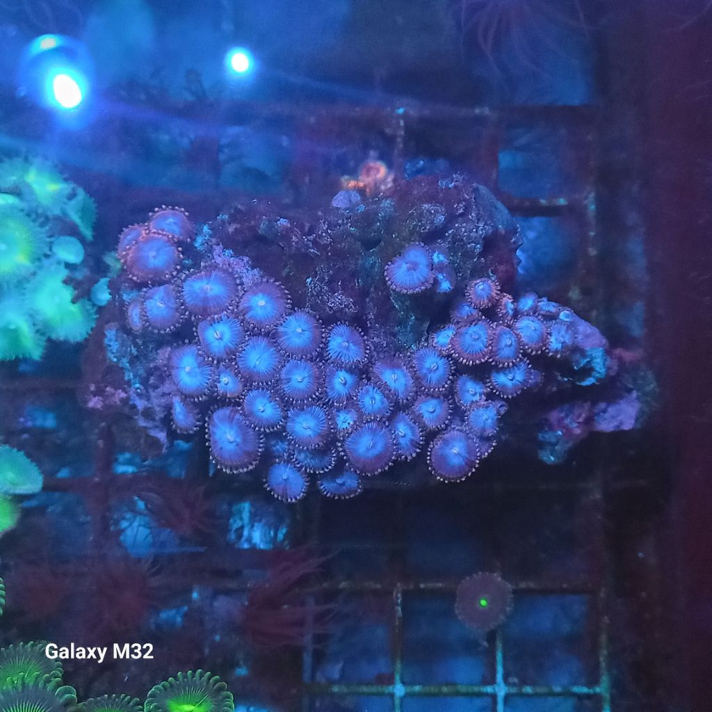 zoa koloni WYSIWYG 04