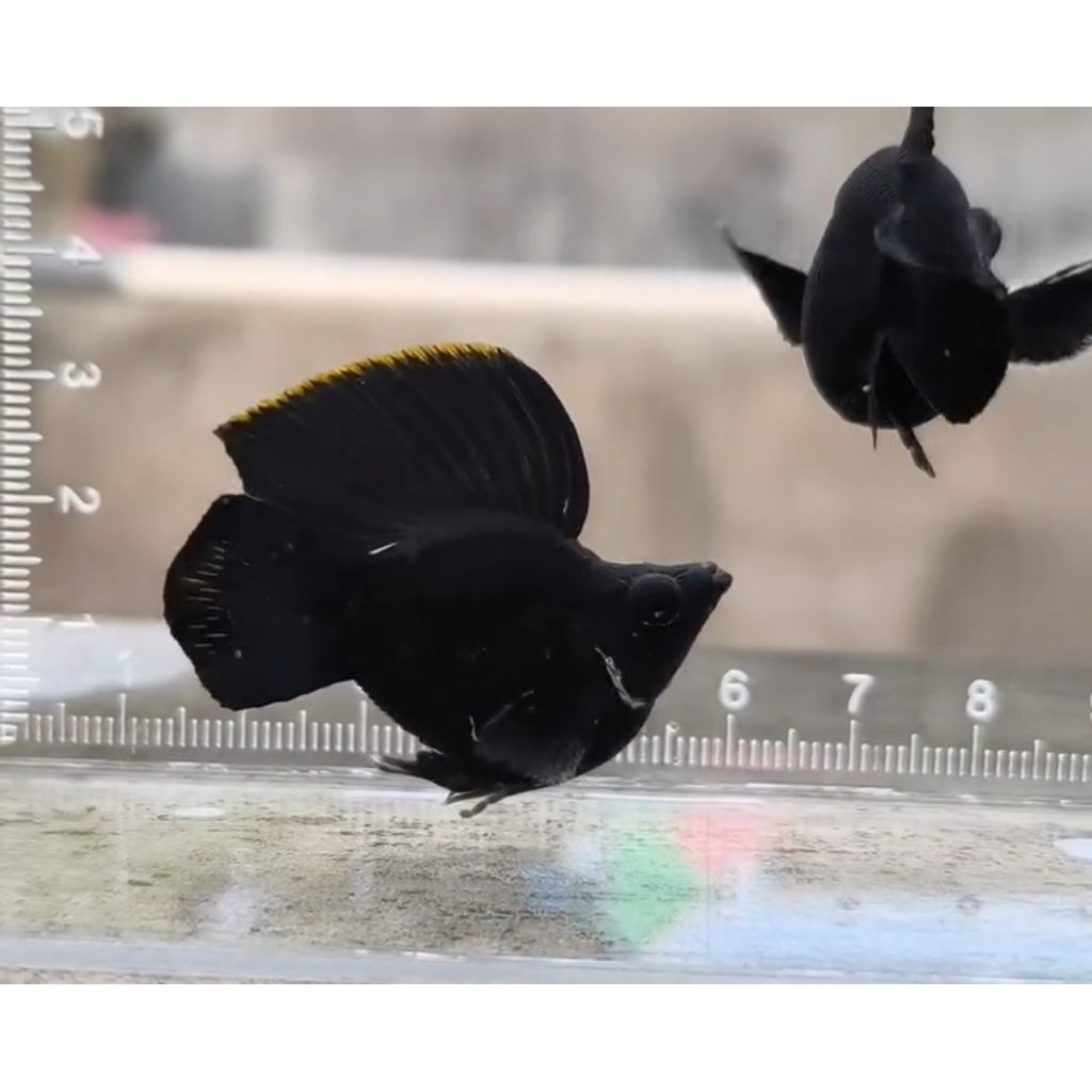 Black molly ballon sailfin roundtail