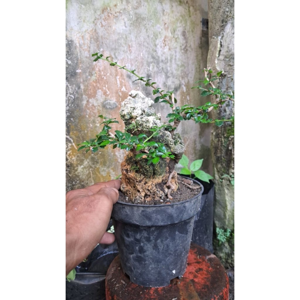 bahan bonsai hokiantea bunga sesuai di foto