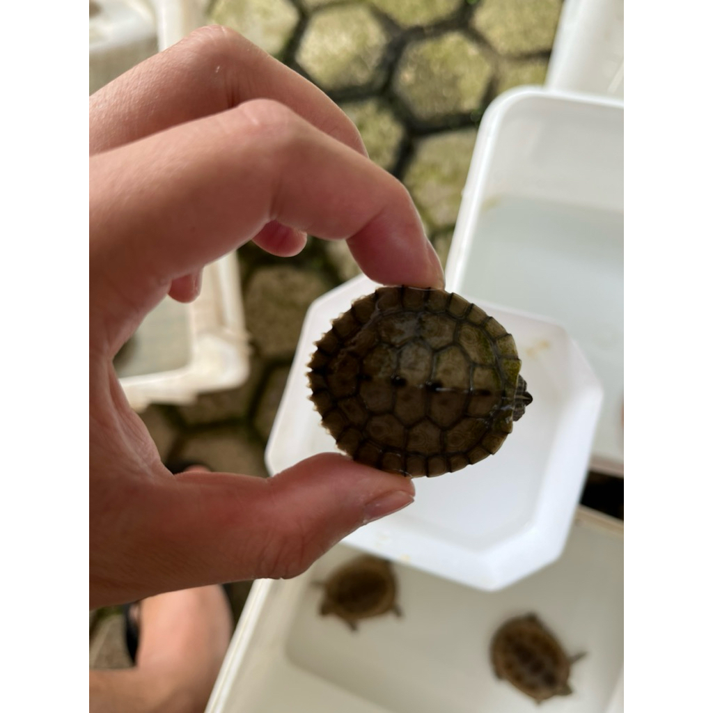mississipi map turtle kura kura missmap