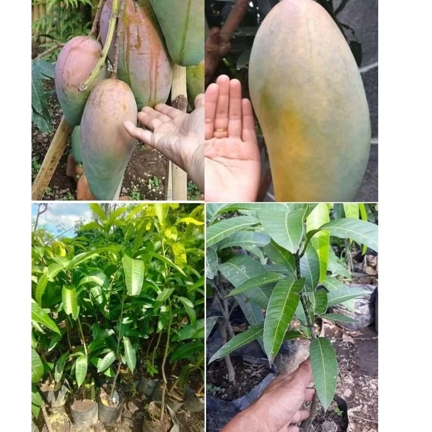 Bibit buah mangga kiojay sudah Okulasi (cepat berbuah)
