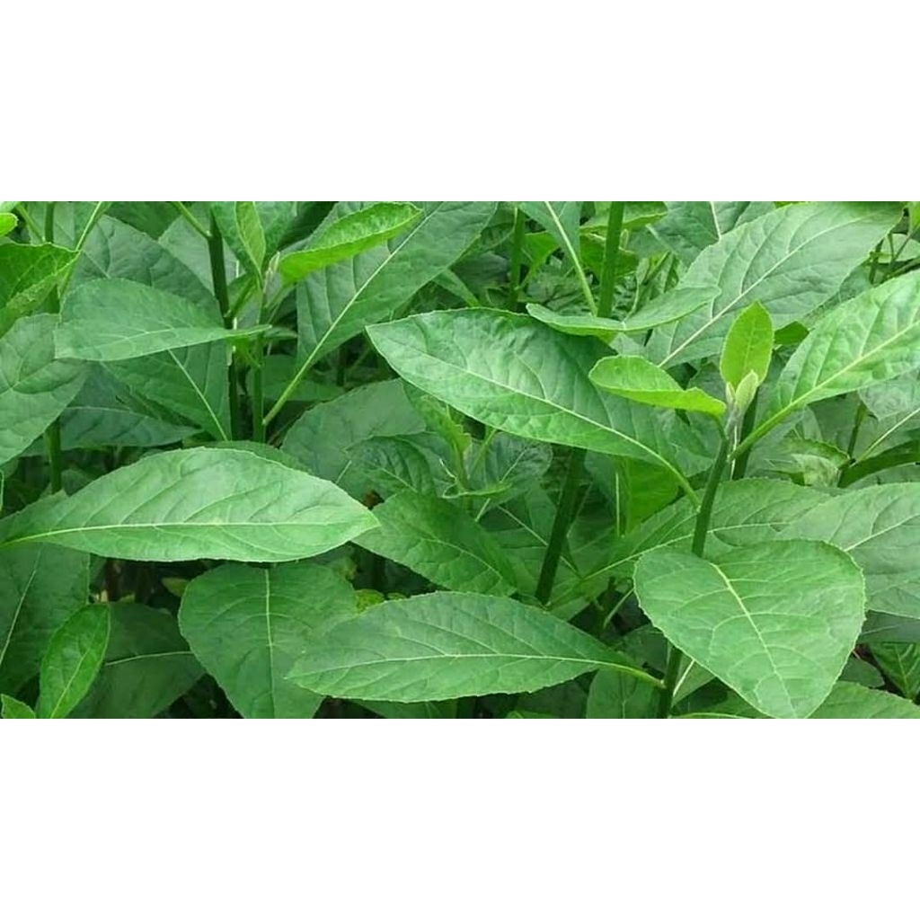 teh kering daun Afrika daun klorofil herbal 15 gram