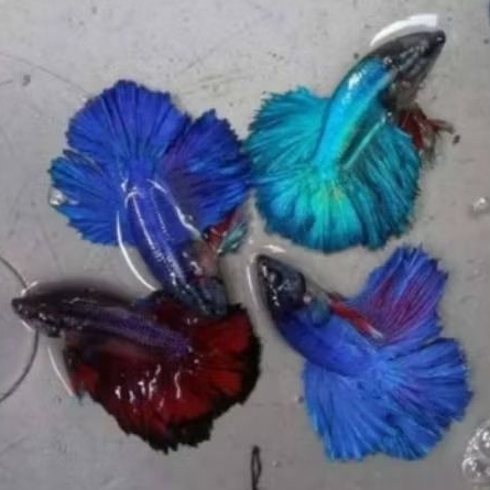 Ikan cupang halfmoon / slayer mic color