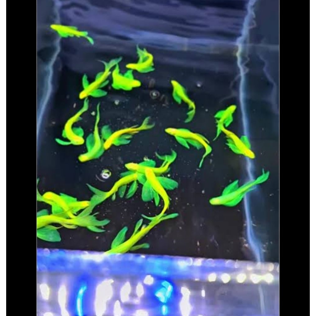 DANIO SLAYER/ TETRA DANIO/ DANIO AQUASCAPE
