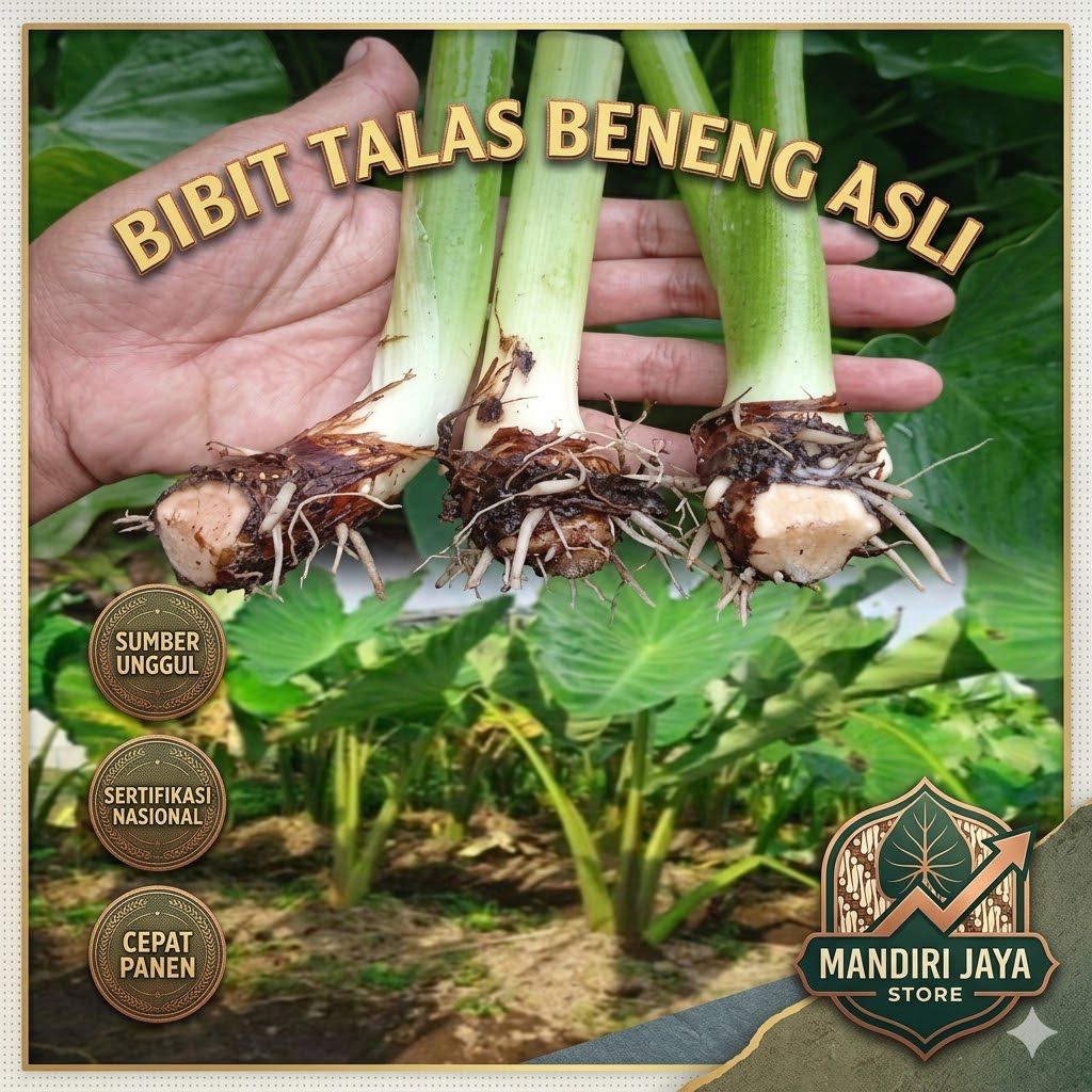 Bibit Talas Beneng Asli,Bibit Talas Beneng Super Cepat Tumbuh