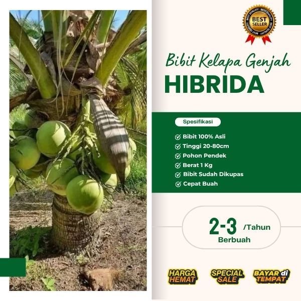 TERMURAH  Bibit Kelapa Hibrida Besar, Bibit Kelapa Hibrida F1, Bibit Kelapa Hibrida Genjah