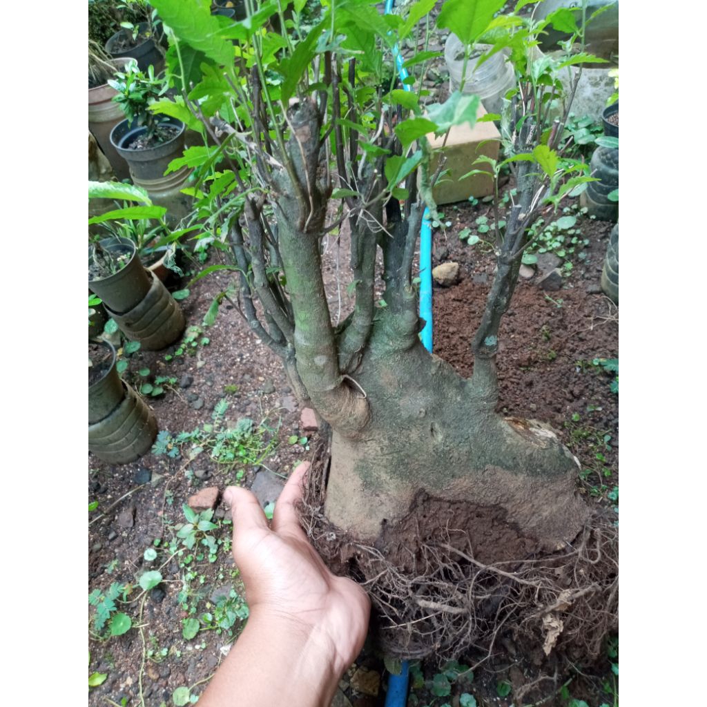 amplas hitam sesuai foto bahan bonsai di kirim pake cargo ya
