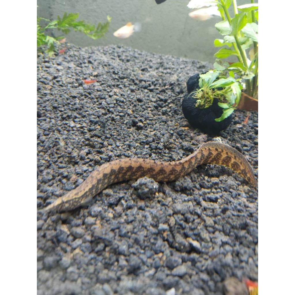 Ikan Hias sili batik ikan sili bambu 20 cm