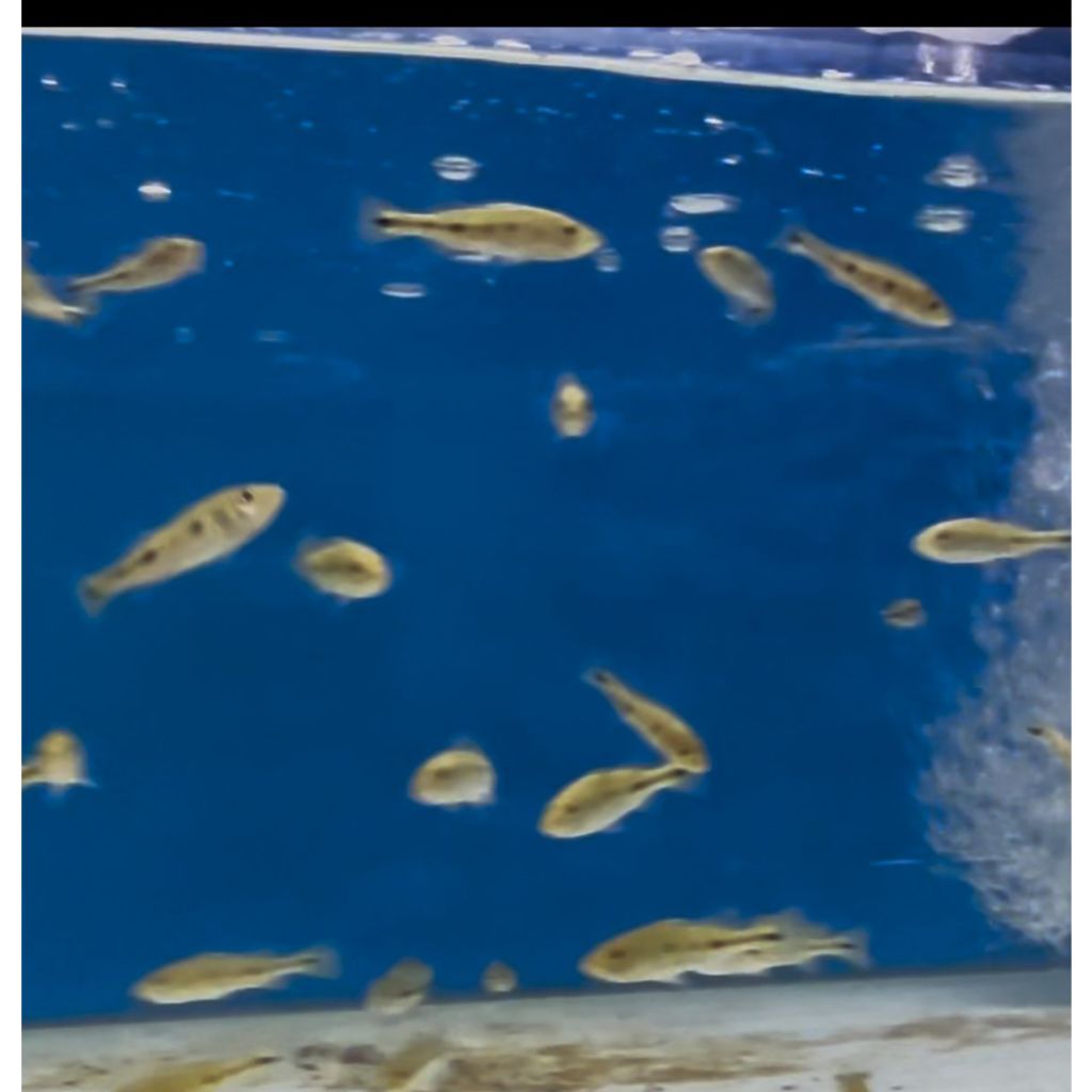 Ikan pbass mono Ukuran 6 cm