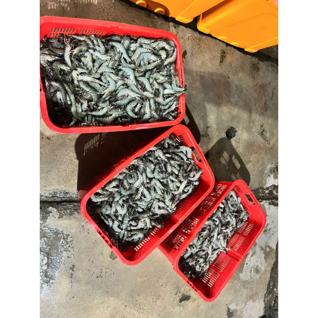 Udang Windu Jumbo/Size 10-200pcs /Udang Segar/Udang Fresh/Udang Lampung/Udang Fresh Tambak