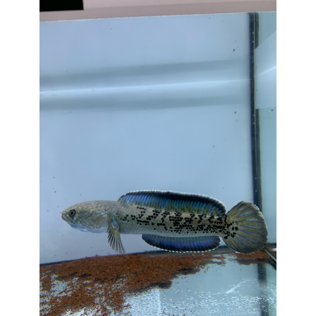 channa stewarti