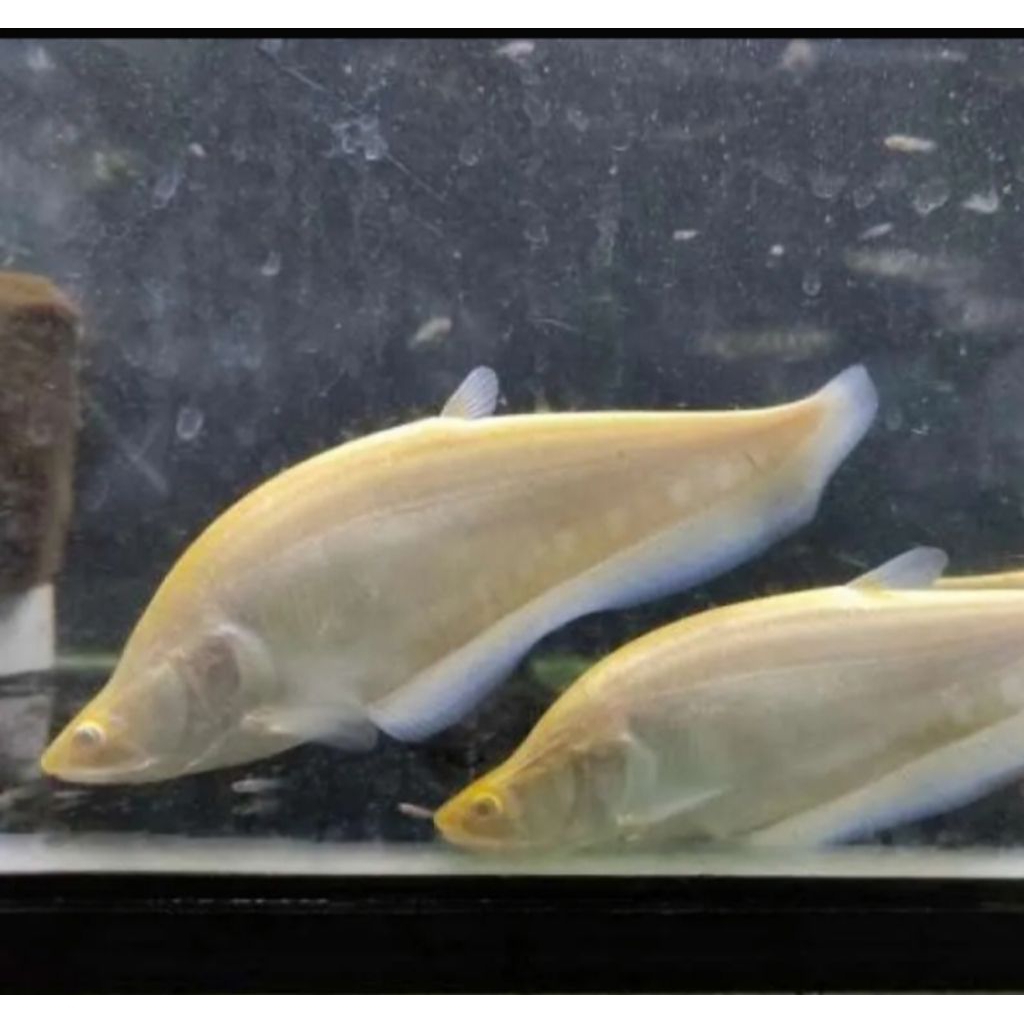 BELIDA ALBINO