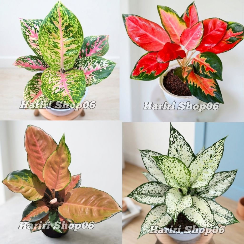 PROMO PAKET LENGKAP Aglonema Red Kochin Snow White Big Papa-Aglonema Sudah Rimbun Berkualitas
