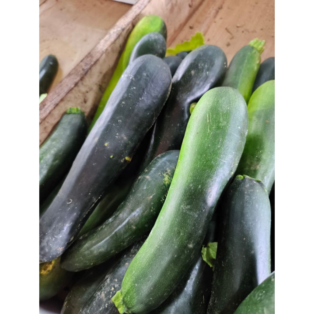 Zucchini, zukini / Labu fresh sayur segar Bandung