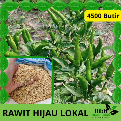 4500 butir biji benih cabe rawit hijau lokal kualitas super