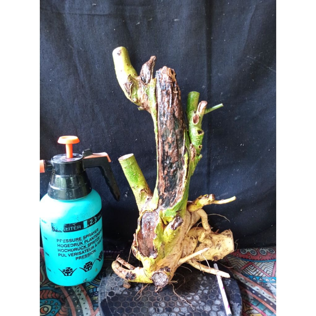 Bahan bonsai serut berkarakter