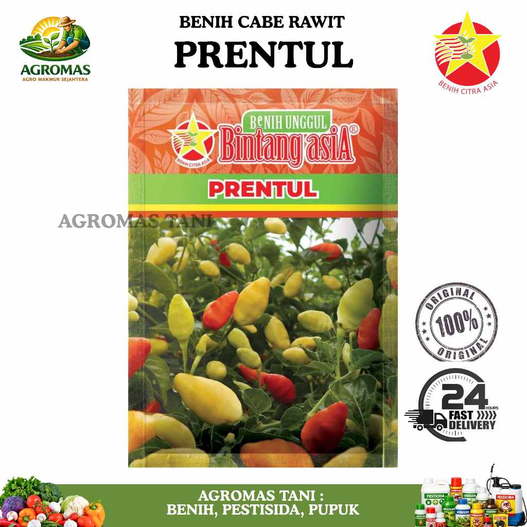 BENIH CABE RAWIT PRENTUL 10 GR CAP BINTANG ASIA
