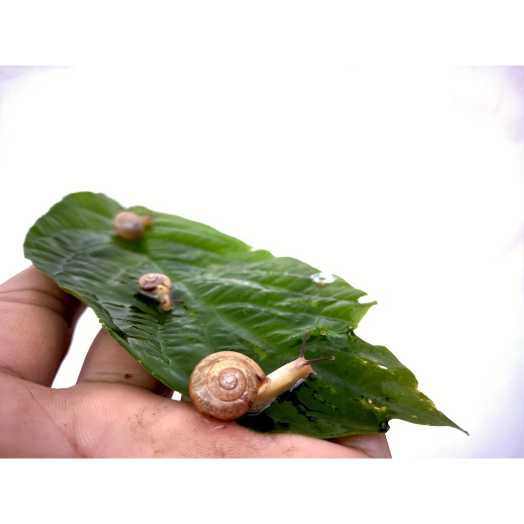 siput kecil untuk makanan ikan/ular siput