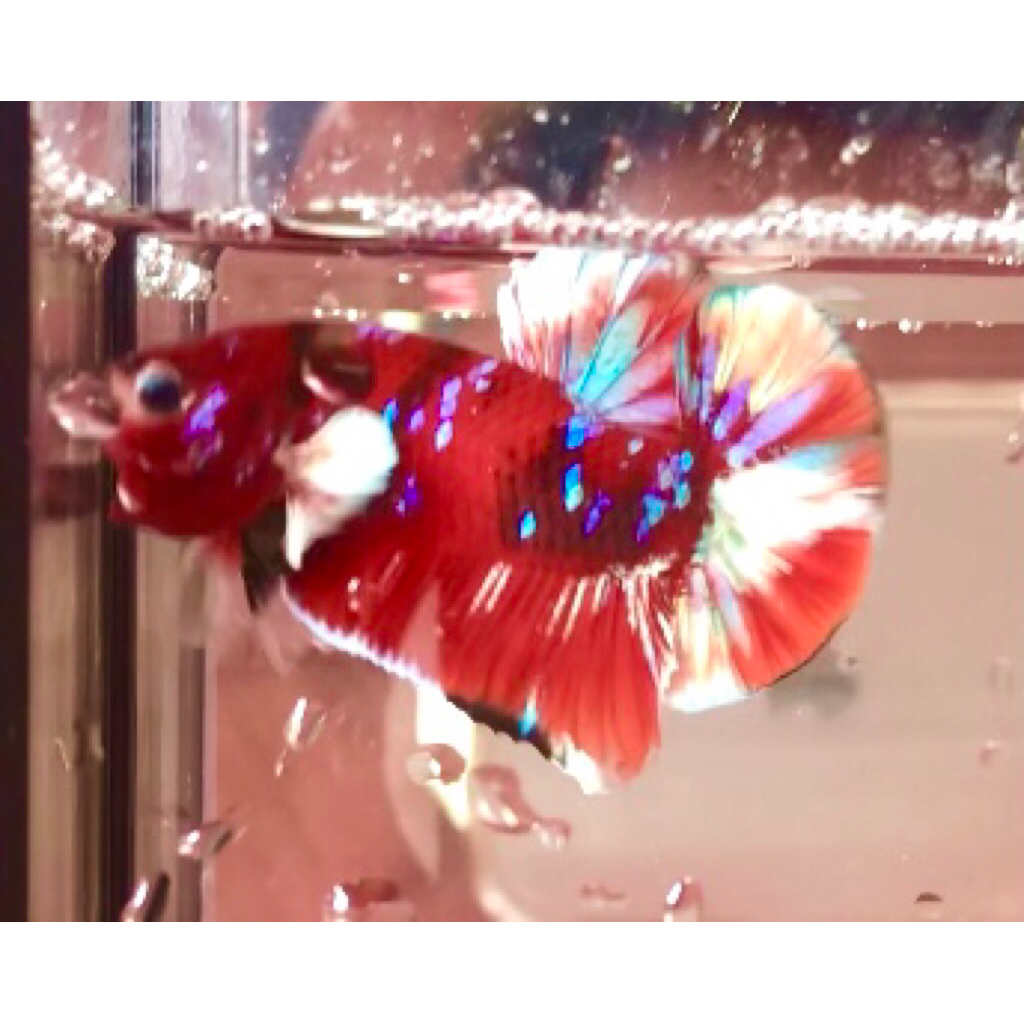 Red koi barongsai