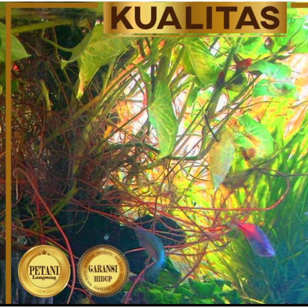 Pot Tanaman Air Aquascape Warna Coklat.