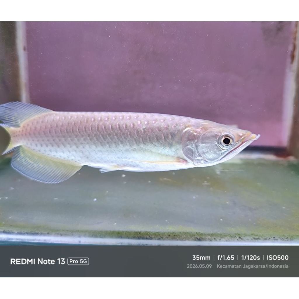 hiasan akuarium arwana jardini size 17-18cm