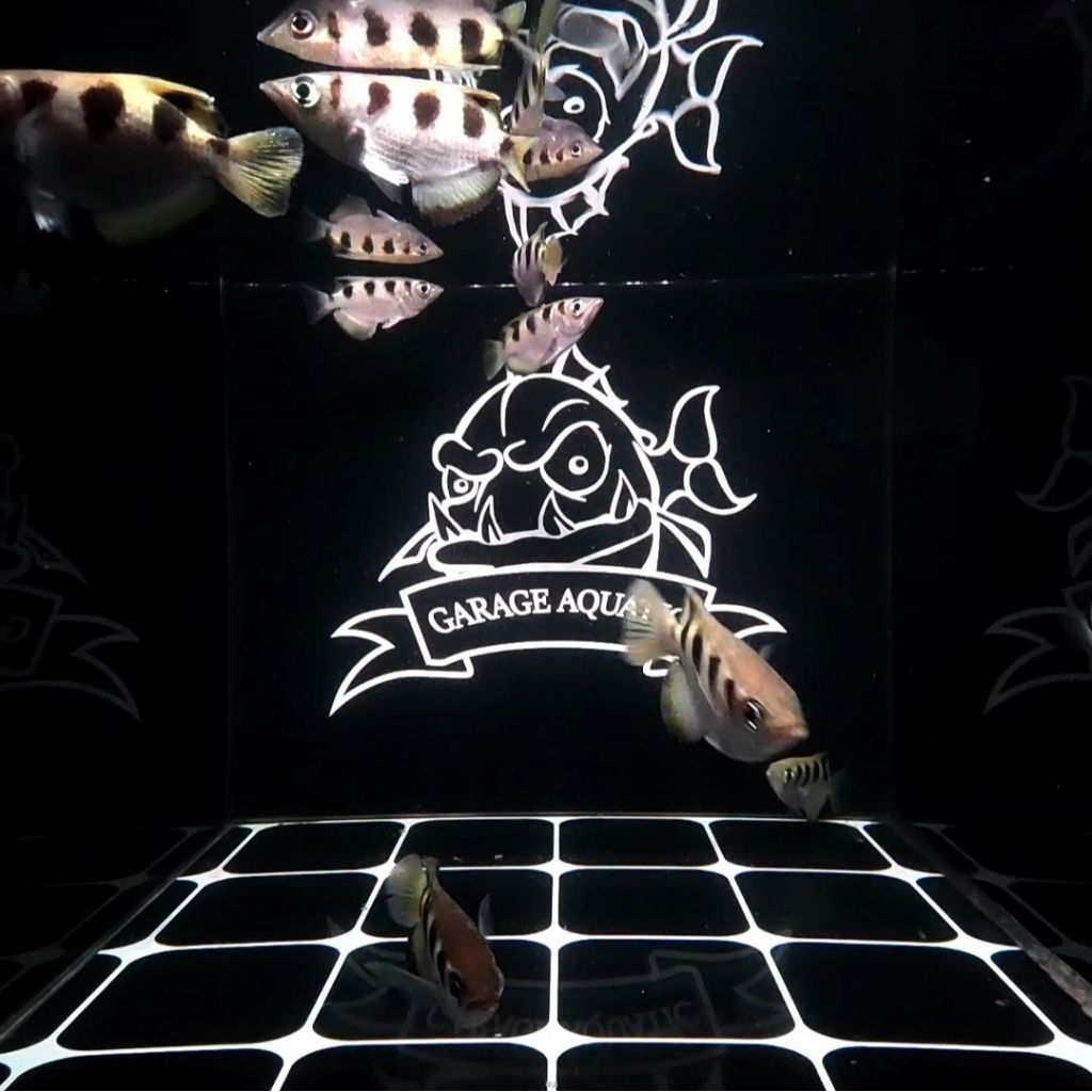 (INSTANT) ARCHER FISH IKAN SUMPIT PEMANAH IKAN HIAS PREDATOR AQUARIUM KOLAM