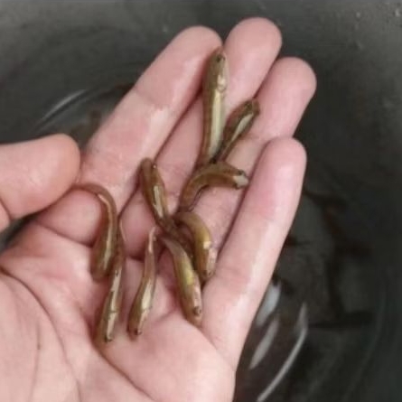 bibit ikan gabus konsumsi size 2-4 cm sehat berkualitas