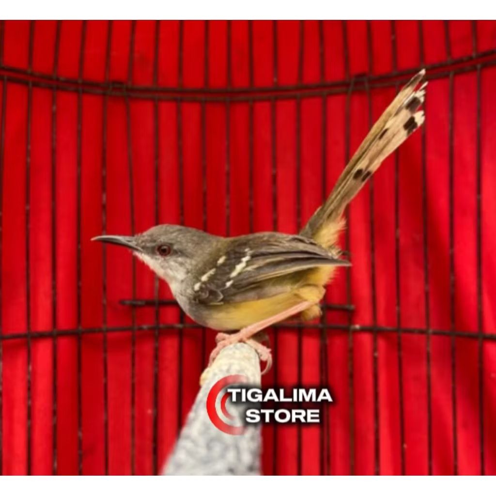 BURUNG CIBLEK SEMI JANTAN PILIHAN