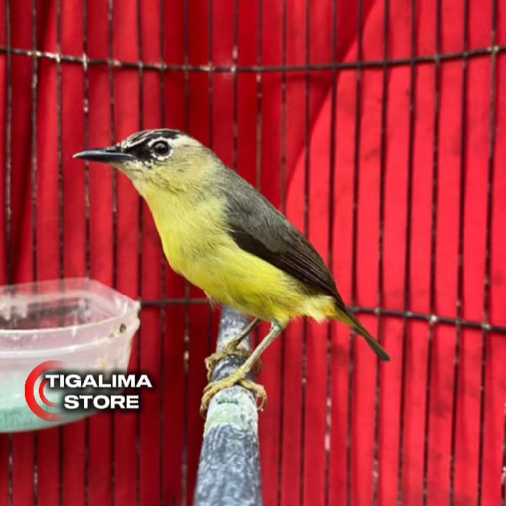 BURUNG OPYOR JAMBUL JANTAN PILIHAN
