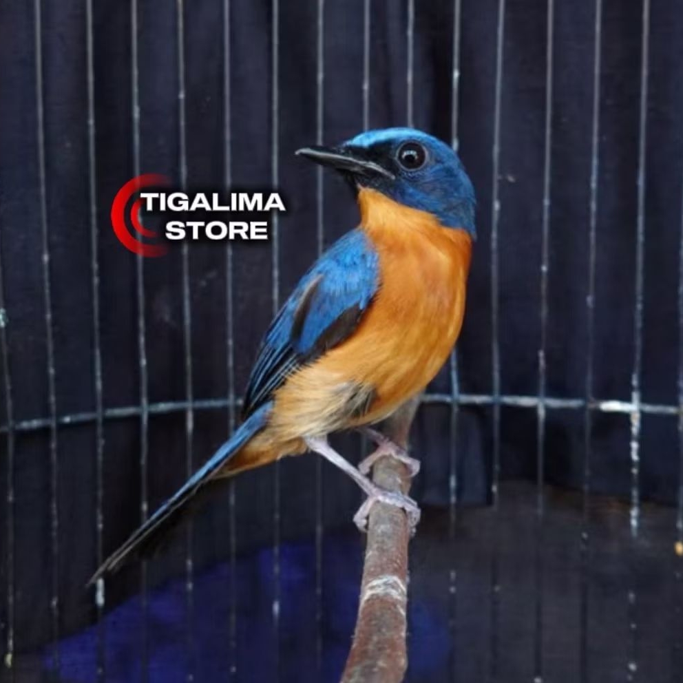 BURUNG TLEDEKAN GUNUNG JANTAN