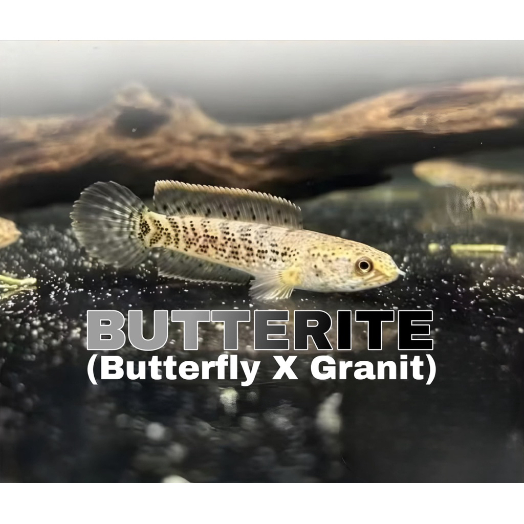 Limbata butterfly x granite 4-7cm kualitas super stok terbatas