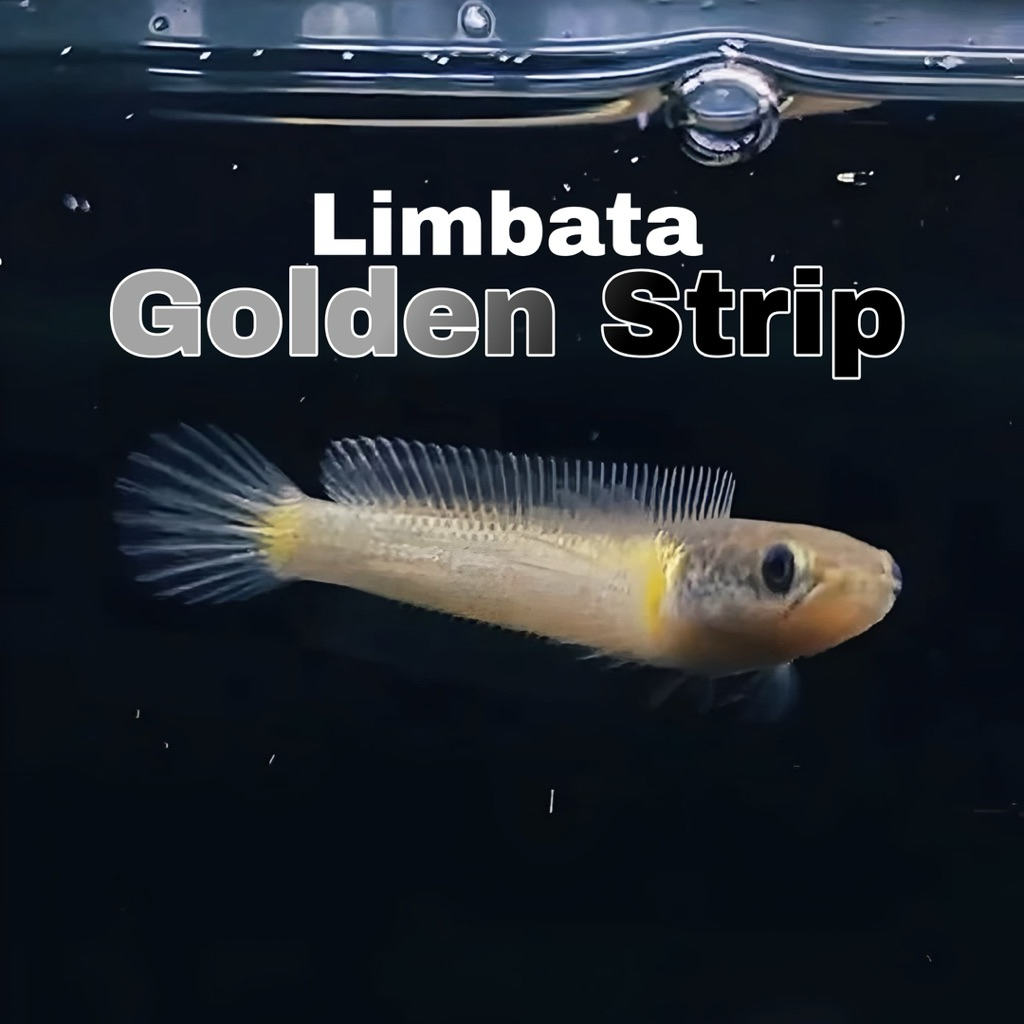 Limbata golden strip uk4-6 kualitas super grade a stok terbatas