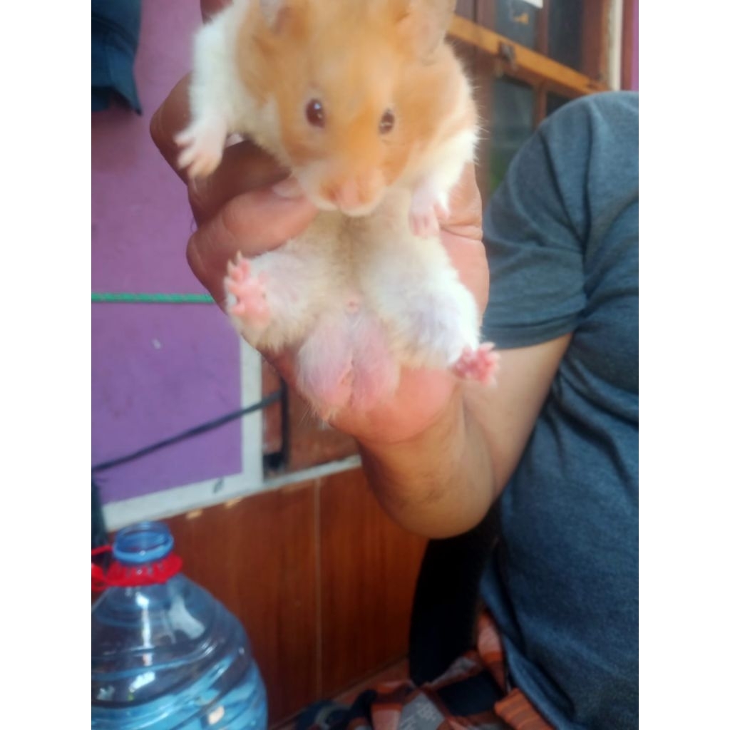 hamster indukan siap kawin