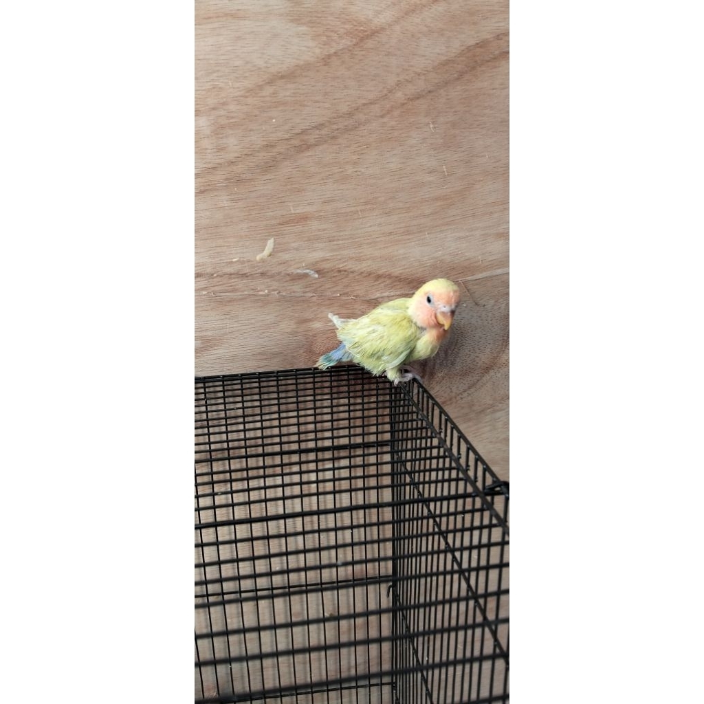 lolohan lovebird nonklep