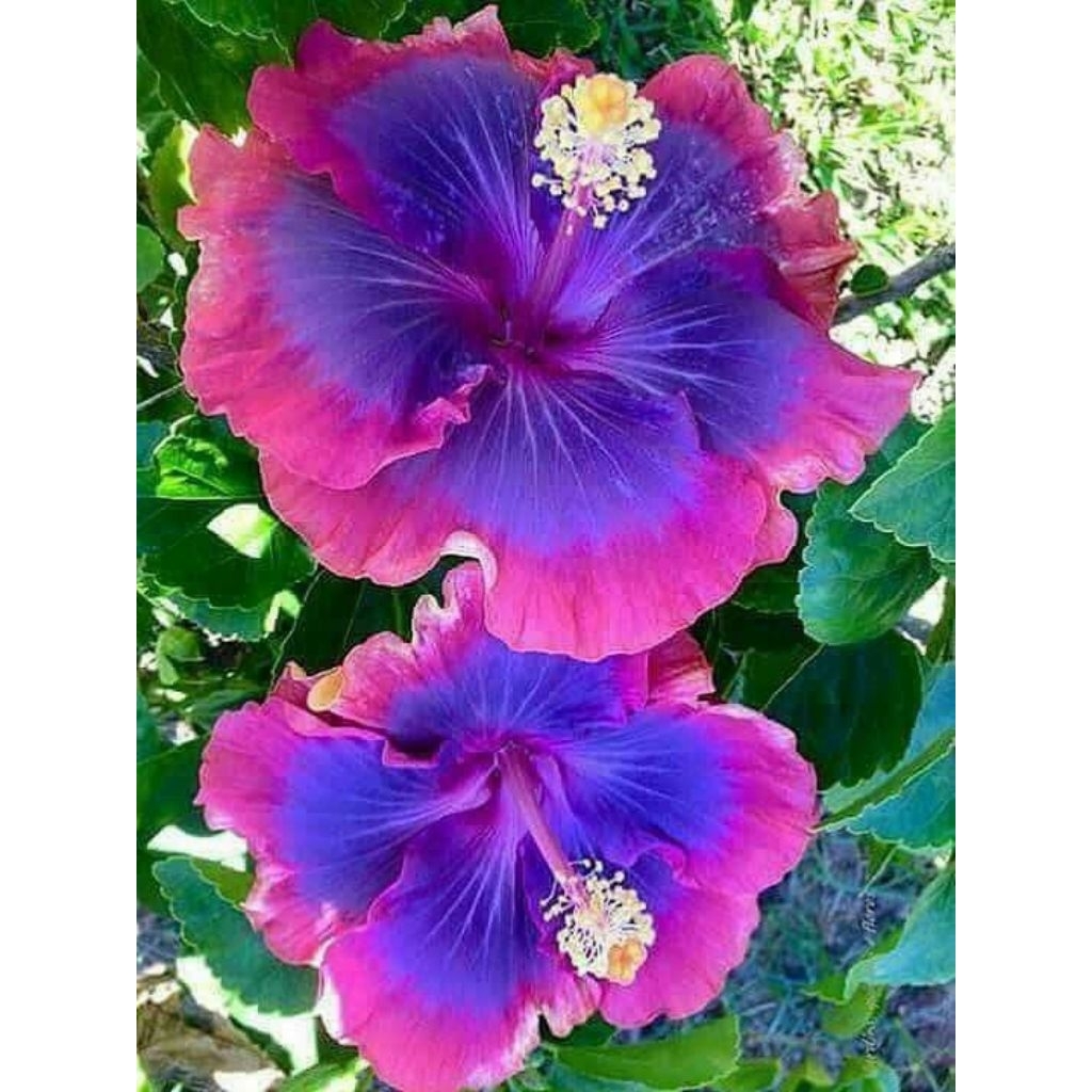 Tanaman Hias Kembang Sepatu Hibiscus Import
