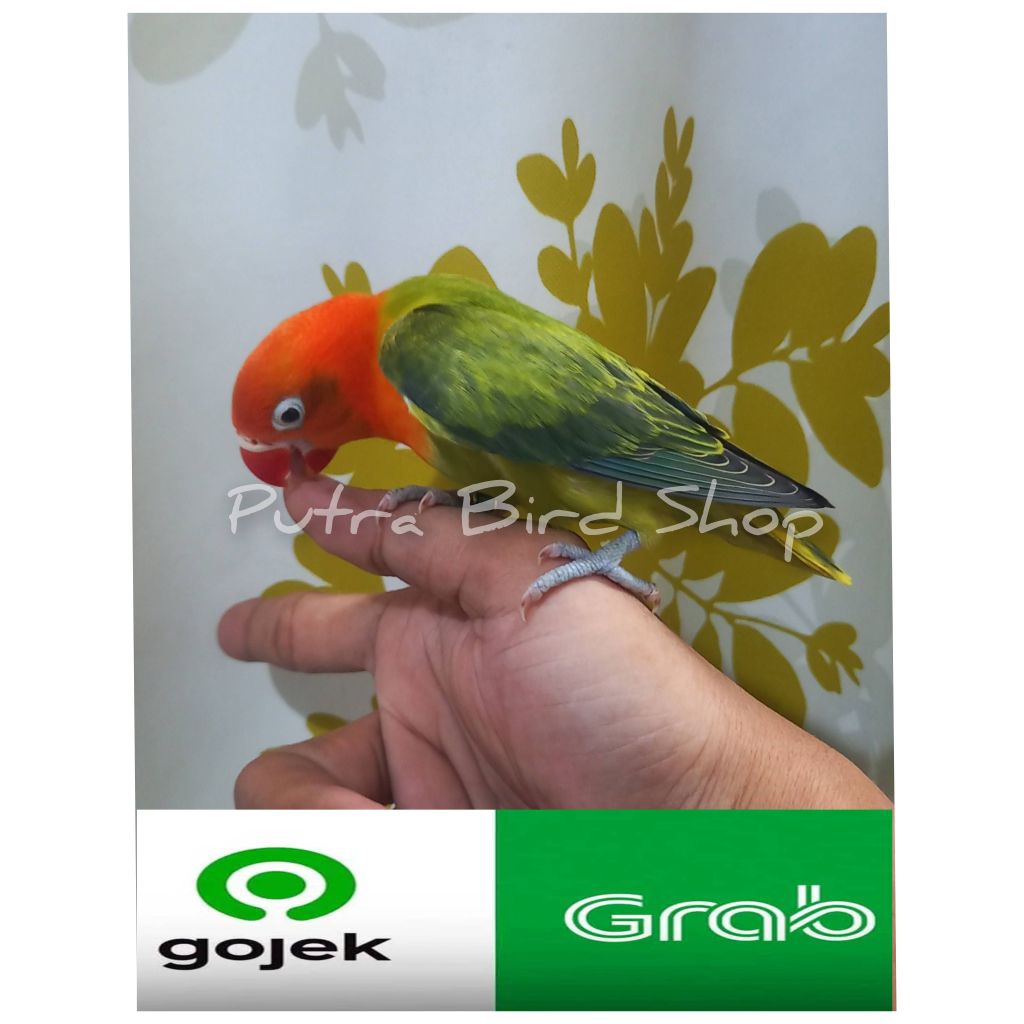 Love Bird Biola Green jinak paud/Balibu