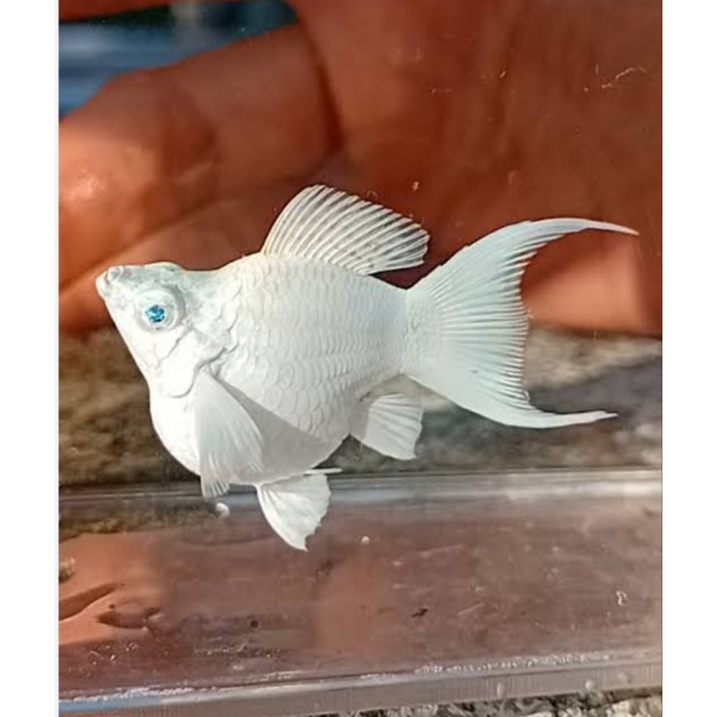 Molly Platinum Cawang Lyretail Atau Roundtail Mata Kristal Kebutuhan Aquarium