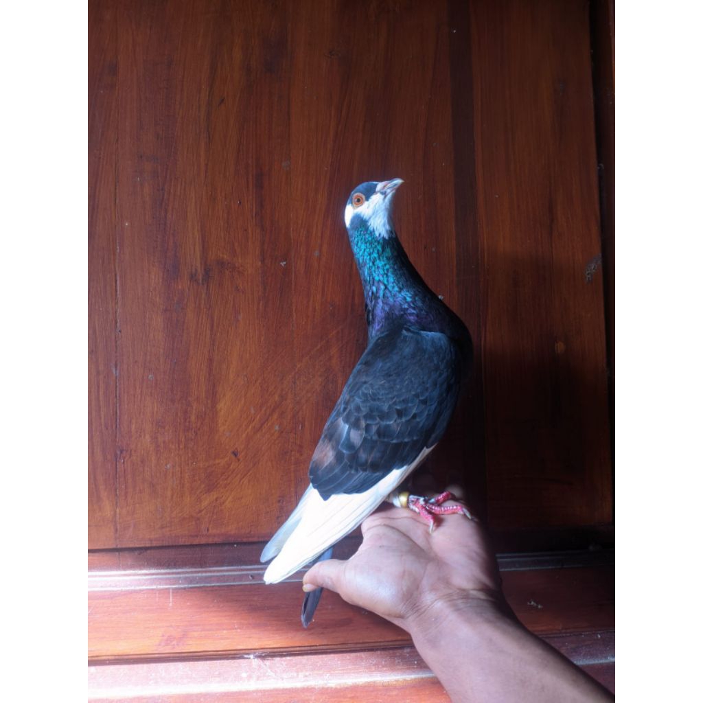 burung dara giring