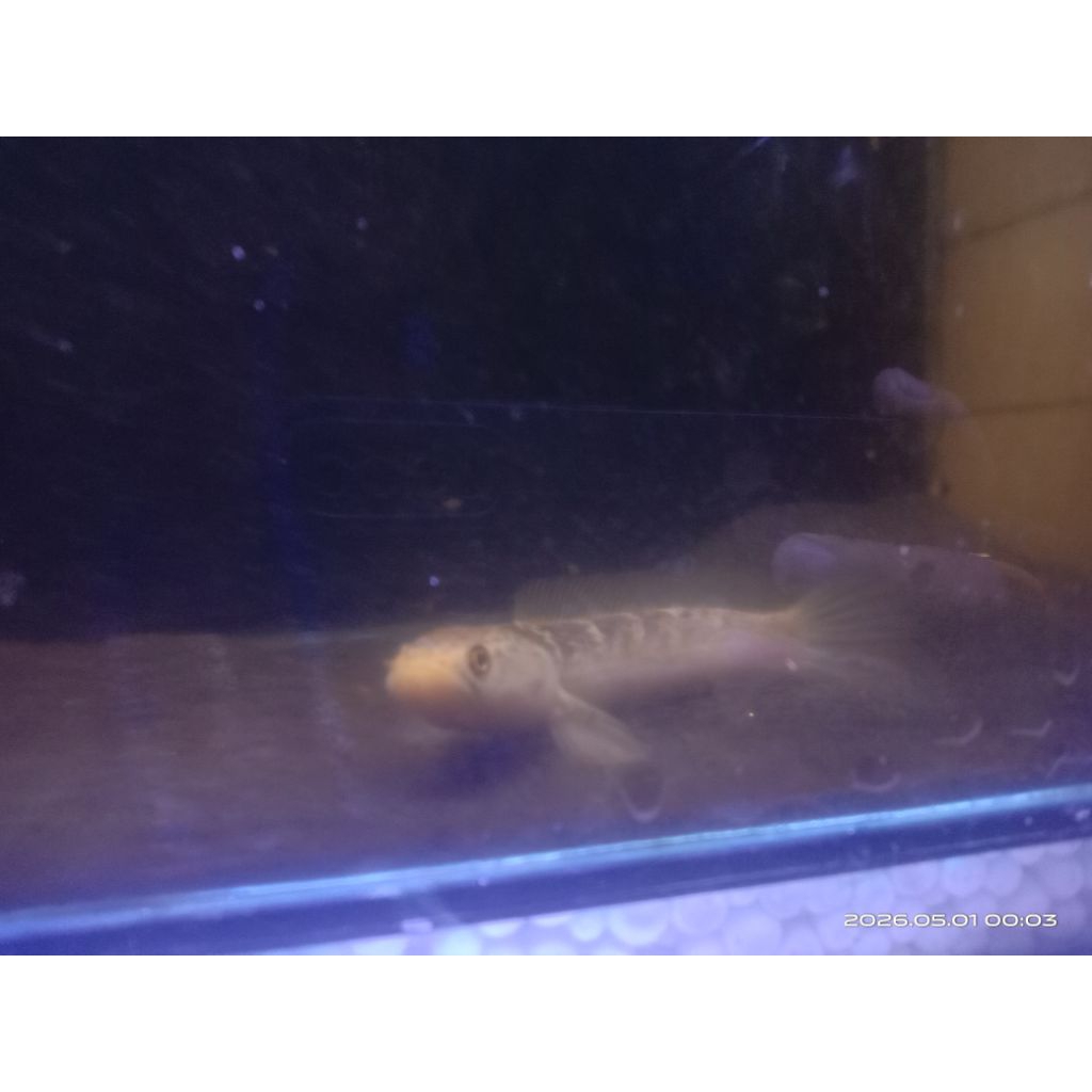 Limbata golden Tiger male sz 11cm