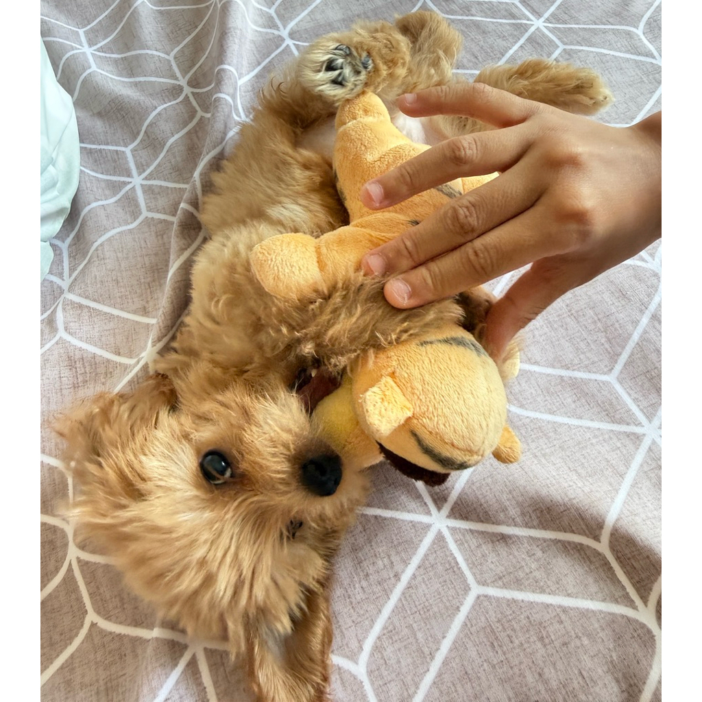 anak anjing lucu super tiny maltipoo baby boy jantan 2 bulan sehat dan sudah pintar potty train