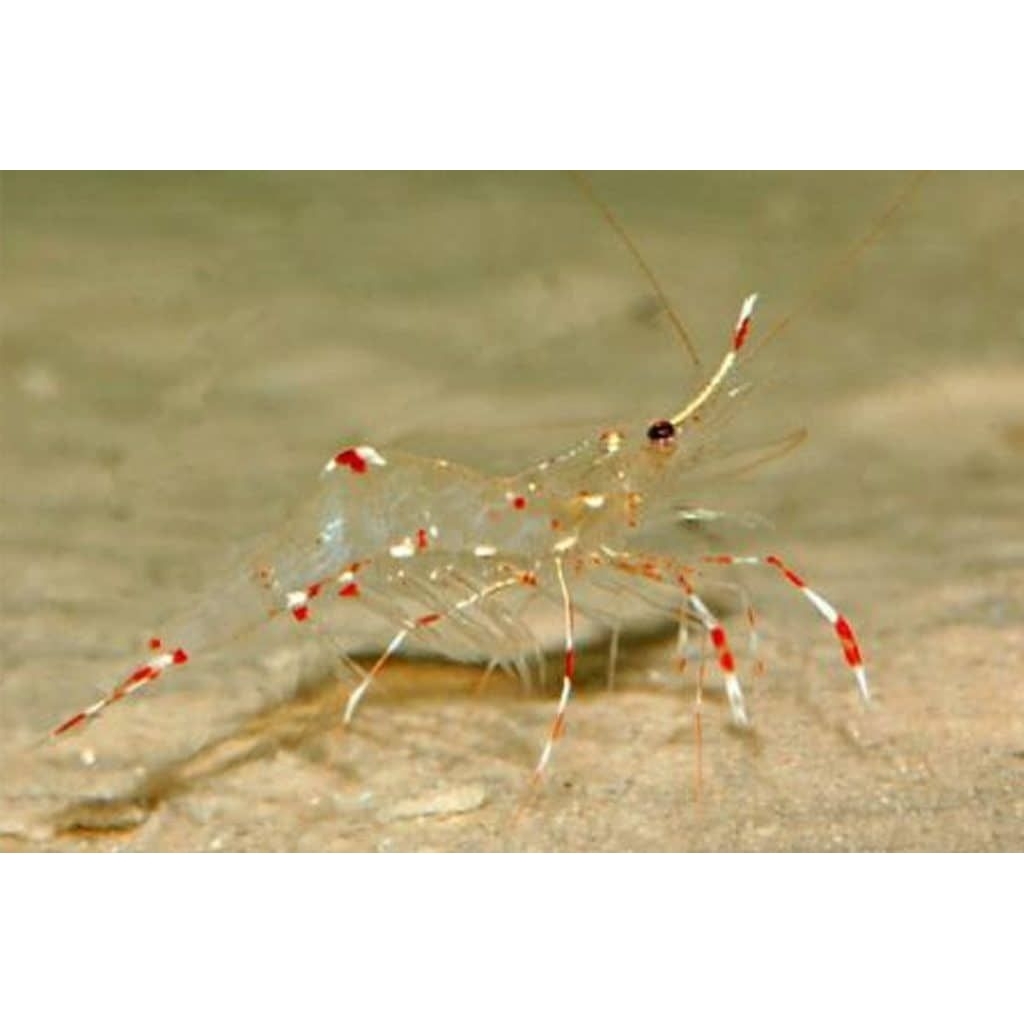 Ikan Hias Air Laut Udang Kaca (Bruun's Cleaner Shrimp)